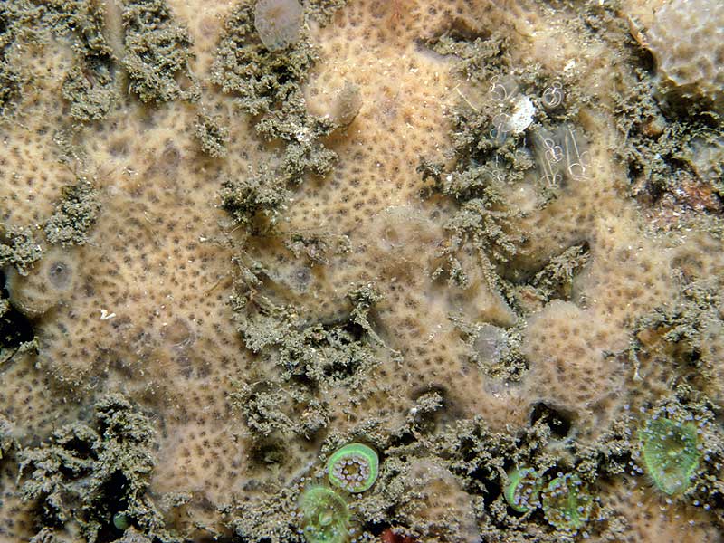 Haliclona fibulata